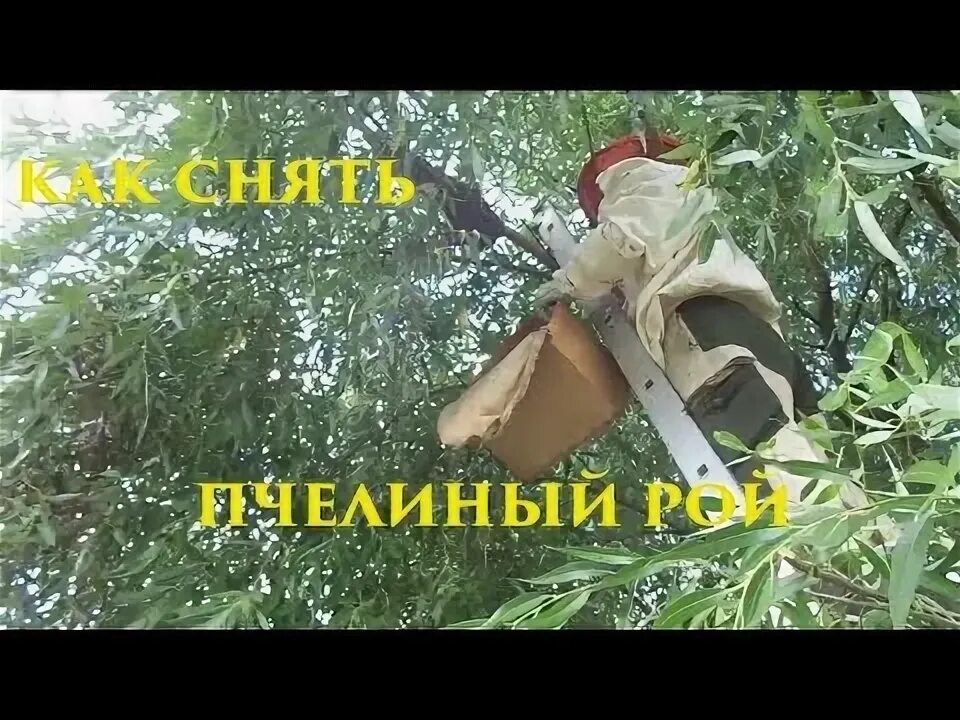 Как поймать пчелиный рой. Тату рой пчел. Охота на пчел. Аудиокнига пчелиный рой слушать. Аудиокнига пчелиный рой слушать.