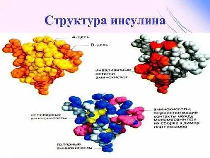 Что входит в состав инсулина