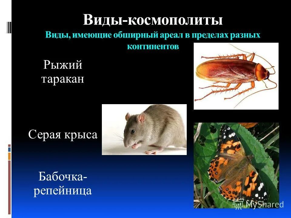 Эндемики и космополиты. Космополиты это в биологии. Эндемики и космополиты. Космополитизм презентация. Космополиты виды растений и животных.