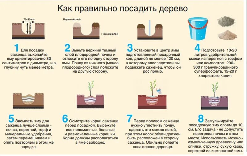 Можно ли оставлять на семена. Последовательность посадки плодовых деревьев. Инструкция по посадке плодового дерева. Посадка саженцев как правильно сажать деревья. Схема посадки саженцев с закрытой корневой системой.