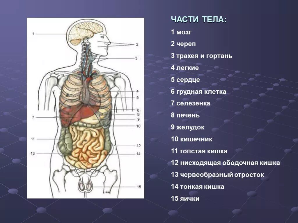 Сердце часть тела. Желудок в грудной клетке. Живот мозг легкие сердце печень кишечник.