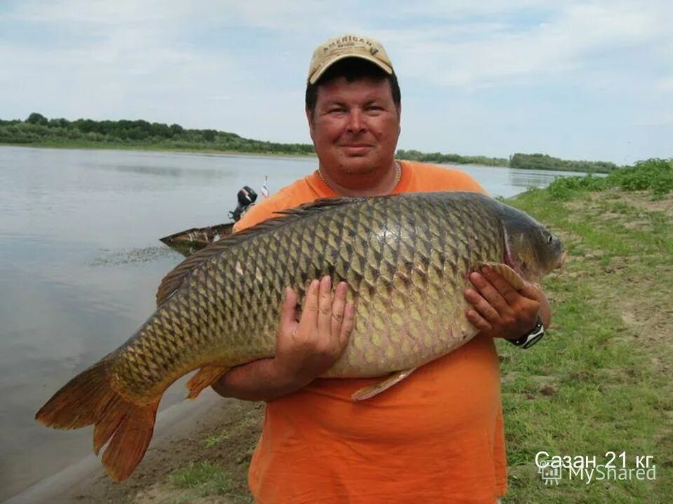 сазан рыба. астраханская рыба сазан. сазан трофей. волжская рыба сазан. волга сазан.