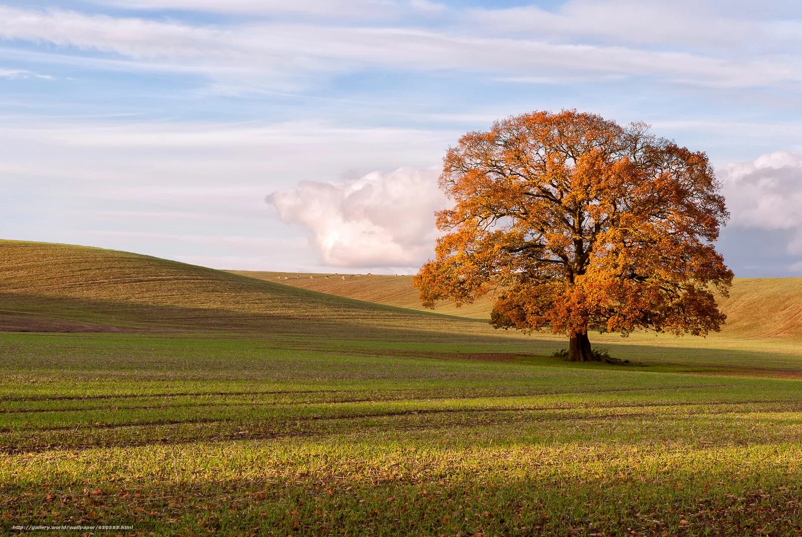 Пейзаж поле. Клен дерево. Осеннее дерево. Березовые колки западной сибири. Деревья осенью.