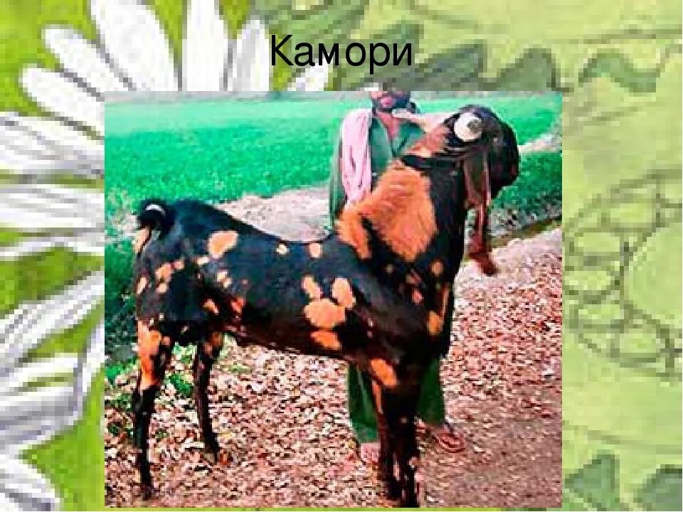 Камори- нубийские. Козы породы Камори. Коза пакистанской породы. Нубийские козы Камори.