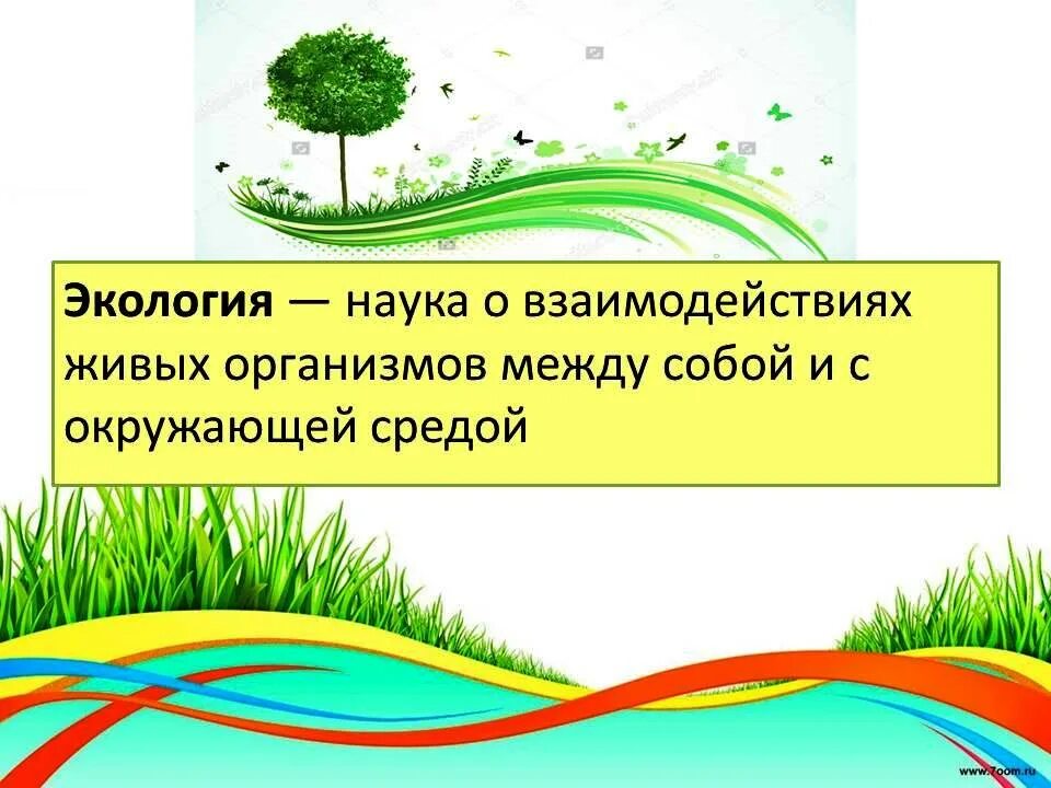 Классный час по экологии. Экологический урок 10 класс