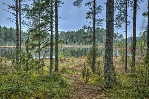 В какой лес завела