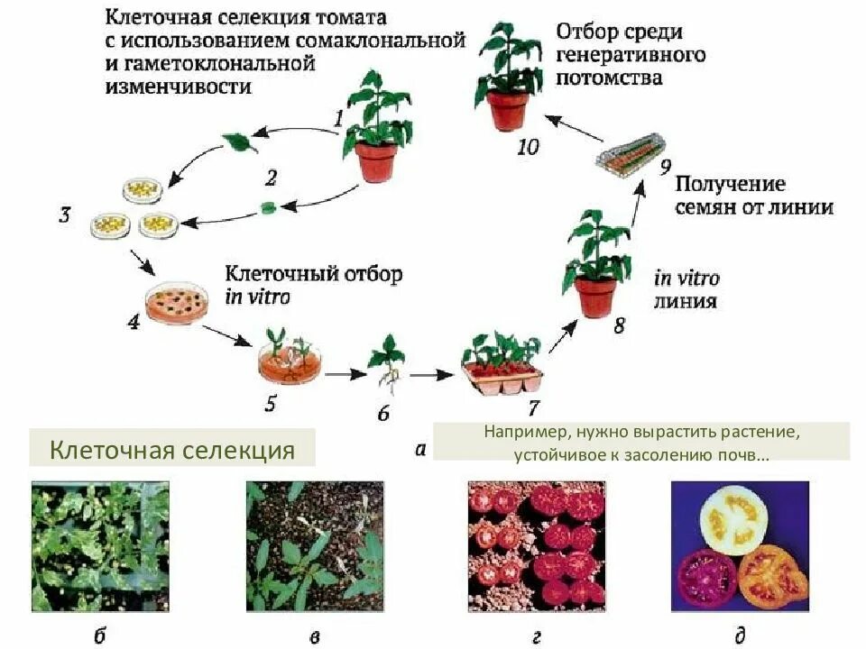 Методы биотехнологии растений. Методы клеточной биотехнологии в селекции растений. Метод клеточных культур схема. Схема получения культуры ткани растительных клеток. Клеточная инженерия культура тканей.