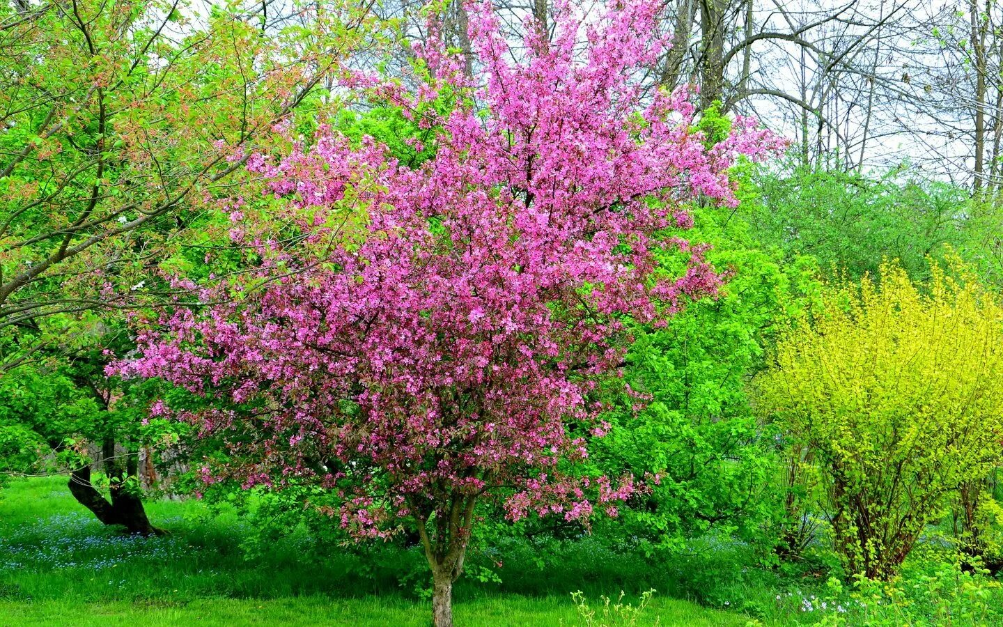 Про цветущие деревья. Яблоня Недзвецкого. Яблоня Недзвецкого ствол. Яблоня красивоцветущая. Деревья весной.