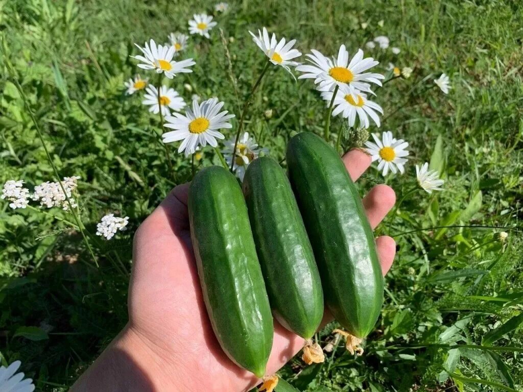 Огурцы Маринин фото. Огурец кон Амор. Огурец Маринин купить.