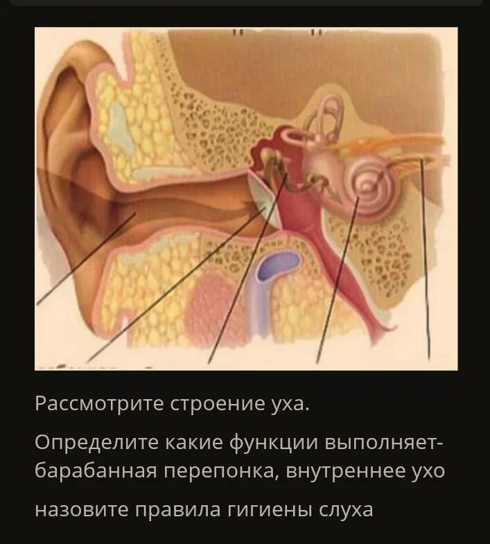 Барабанная перепонка выполняет функции. Строение уха. Внутреннее ухо строение. Строение уха перепонка.