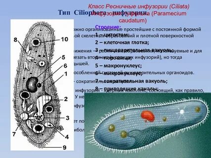Органеллы инфузорий