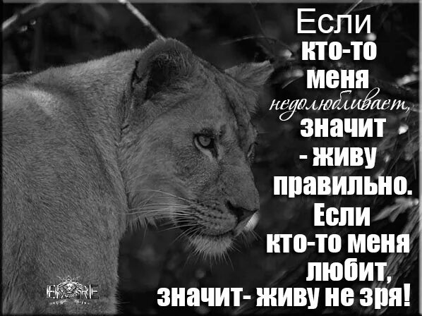 Любить значит жить. Живи для тех кому нужен дружи с теми в ком уверен. Я правильно живу правильно но зря. И пока мы живём значит будут грехи и ошибки стихи. Сенека крылатые фразы.