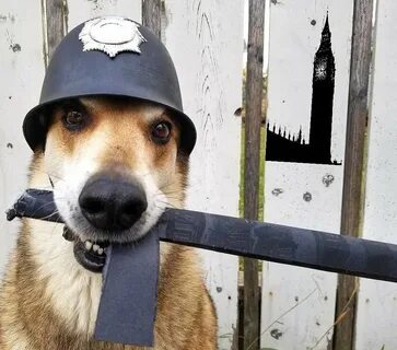 This dog can
