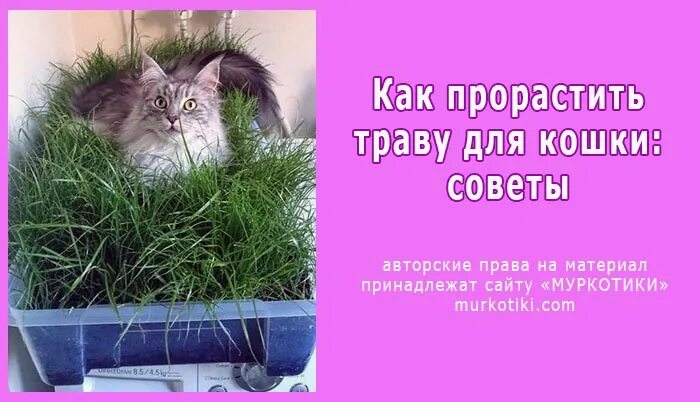 Какую траву можно давать кошкам. Какую траву любят кошки. зелень на подоконнике для кошки. какую траву посеять для кошки.