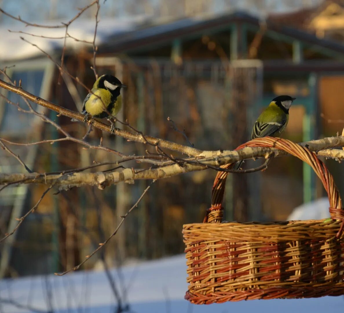 Кормушка для птиц синица. Кормушка для синиц. Кормушка для синичек на окно. Как привлечь синичек к кормушке. Кормушка для птиц синичек.