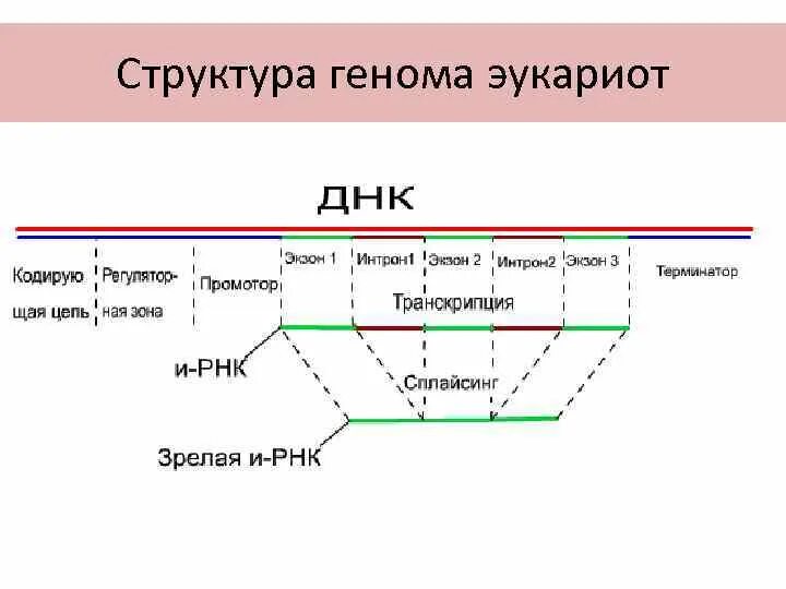 Строение генов эукариот. Структура гена эукариот схема. строение гена интрон экзон.