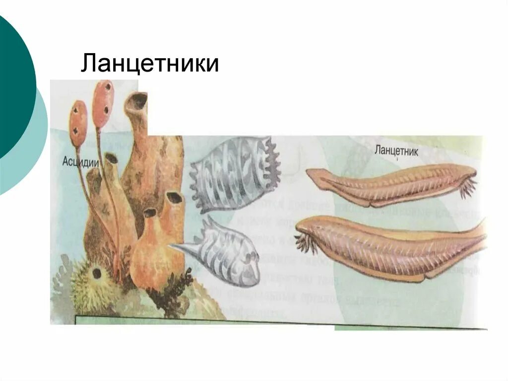 Личинка ланцетника. Ланцетник хладнокровный. Ланцетник обыкновенный. Личиночная стадия ланцетника. Личинка ланцетника.