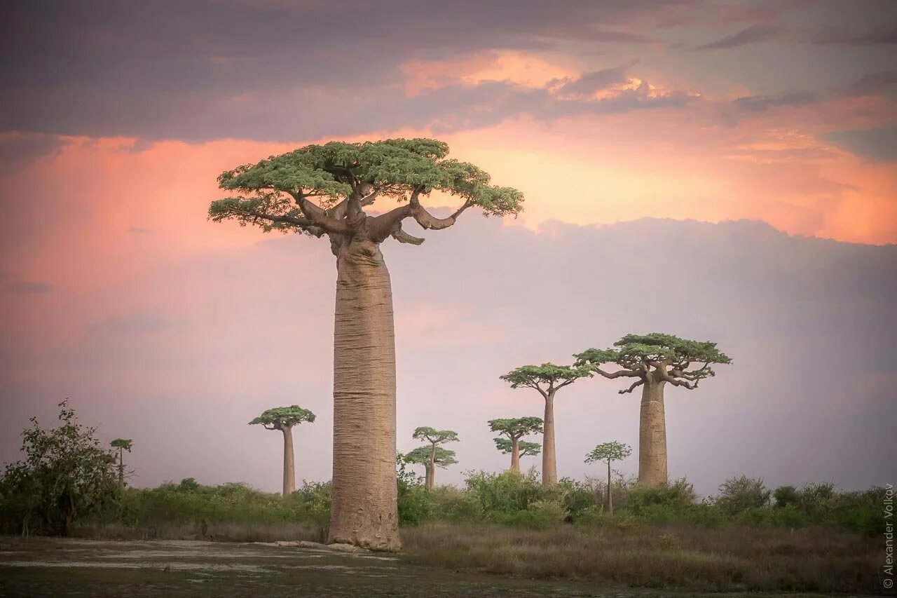 Для какой природной зоны характерно дерево баобаб. Аллея баобабов Мадагаскар. Оман Долина баобабов. Баобаб мадагаскарский. Аджаокута баобаб.