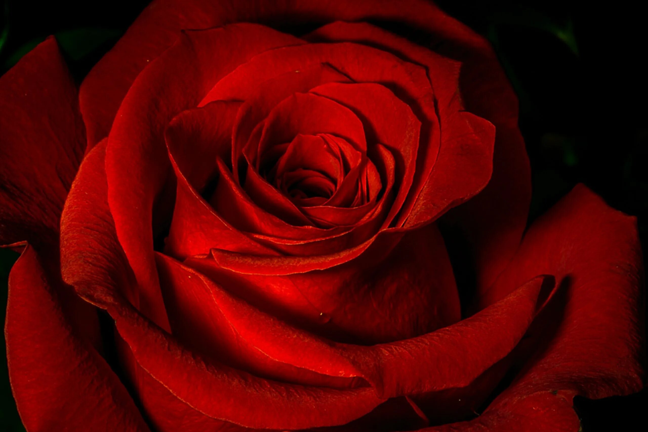 Цветы розы красные. Ред ред Роуз. Красные розы. Розы красного цвета.