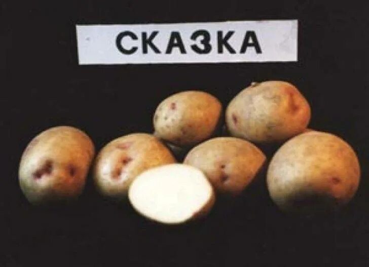 Сорт картофеля сказка. Картофель сказка характеристика сорта.