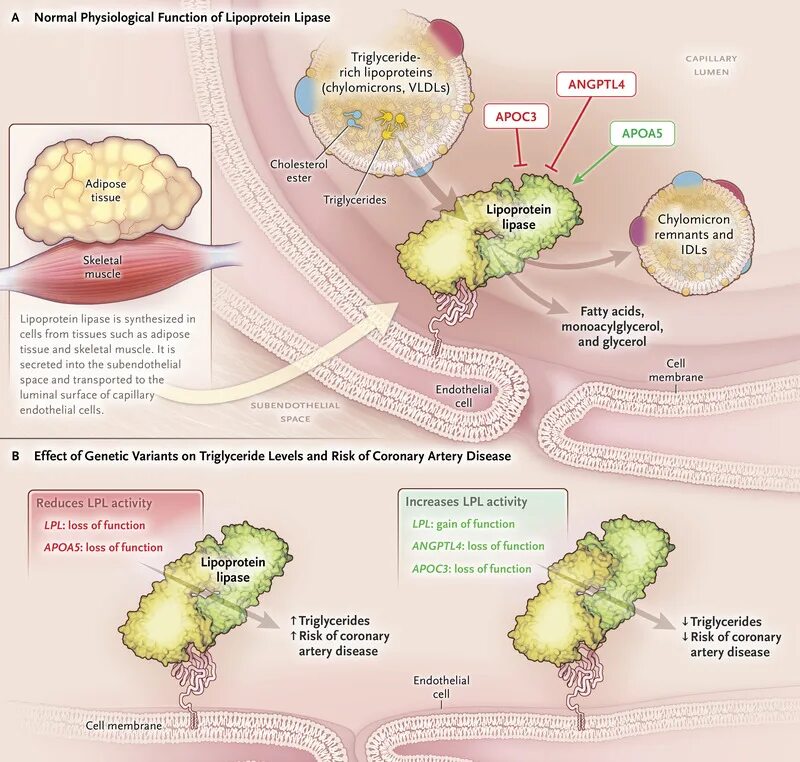 Reduce disease. Lipoprotein lipase. Angptl3 ген. Липаза мутации. Physiological disease.