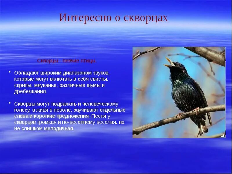 Дудочкина почему хорошо на свете читать. Певчий скворец. Какие птицы могут подражать человеческому голосу. Скворец может подражать. Птицы которые могут имитировать голоса.