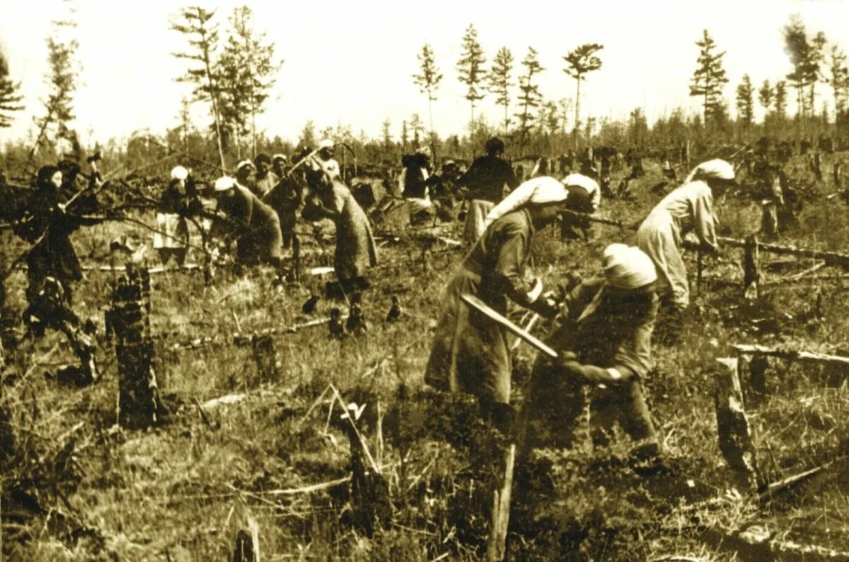 Якутия в годы Великой Отечественной войны 1941-1945. Валка леса в годы войны 1941-1945. Якутия в годы войны. Сельское хозяйство в Якутии в годы ВОВ 1941-1945.