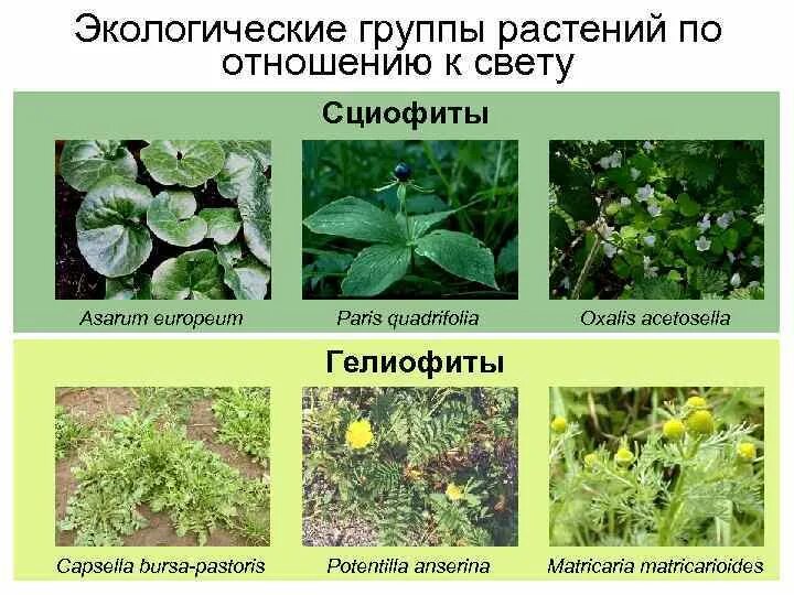 Три экологические группы. Копытень гелиофит. Факультативные гелиофиты растения. Гелиофиты светолюбивые растения. Экологические группы растений по отношению к свету.