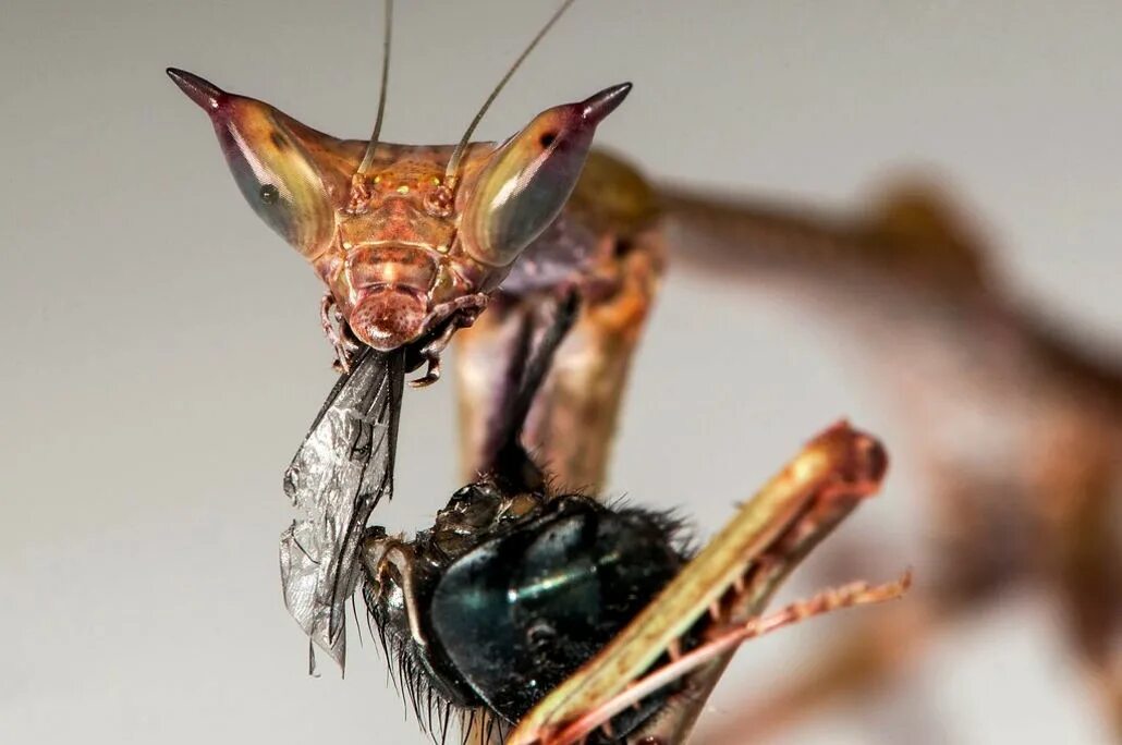 ,богомол обыкновенный охотится. Богомол обыкновенный самка. Глаза богомола. Охота богомола. Богомол обыкновенный питание.
