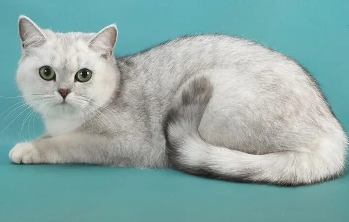 Короткую гладкую шерсть. Британская кошка белая с серым. Британская кошка короткошерстная серая. Британские кошки окрасы беласерая. Британская короткошёрстная кошка светлая.