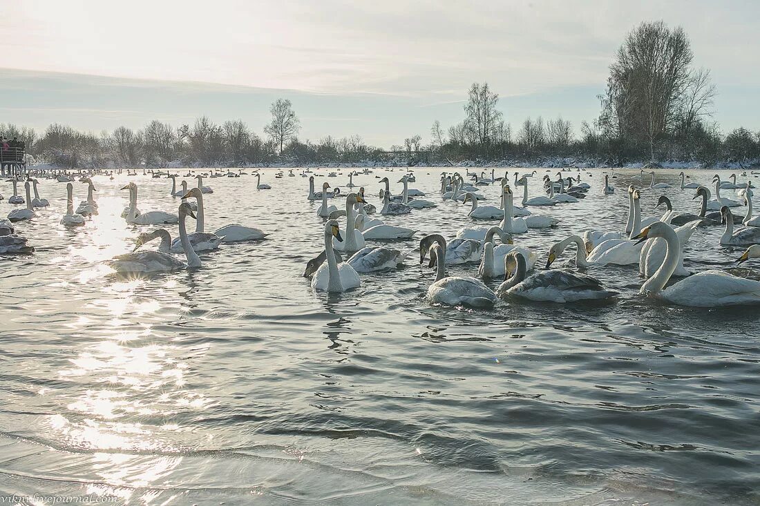 Село советское Алтайский край Лебединое озеро. Лебединое озеро село советское. Лебединое озеро Алтайский. Лебединое озеро Шувакиш.