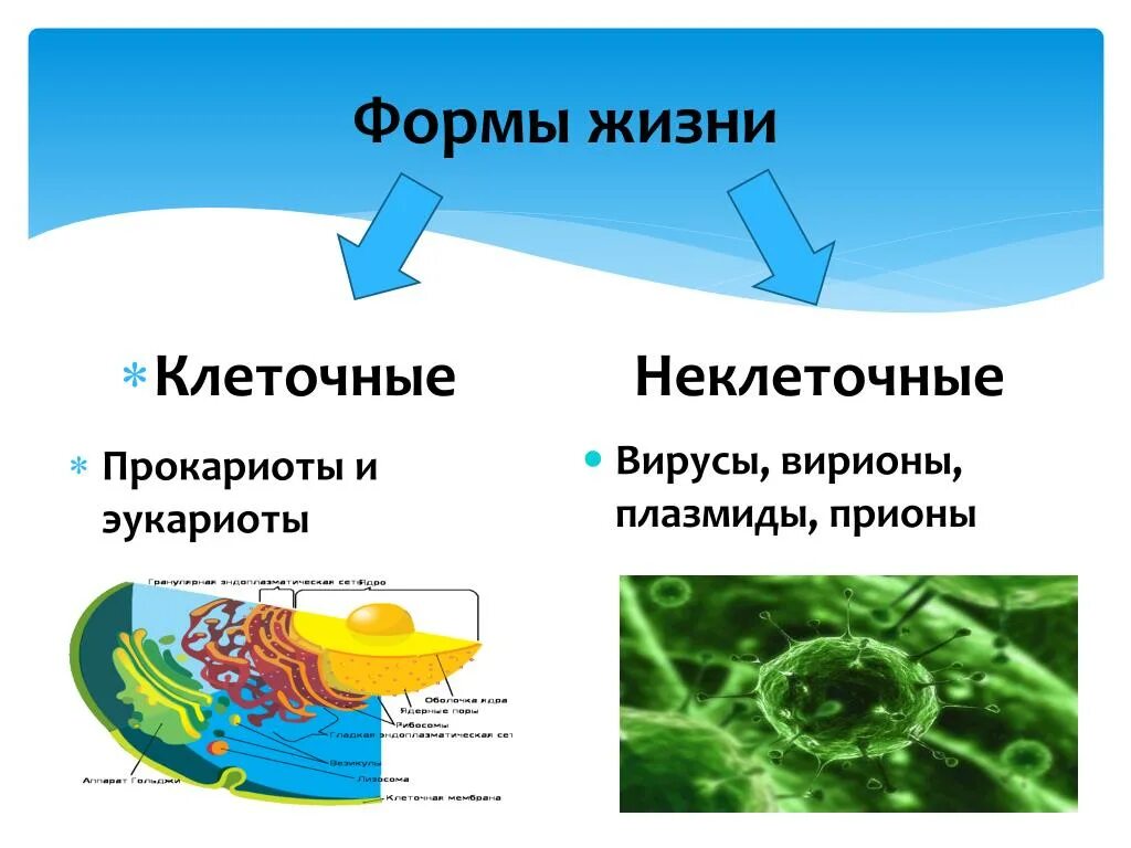 Формы жизни клеточные неклеточные биология. Прокариот неклеточная форма жизни. Формы жизни неклеточные клеточные вирусы эукариоты. Вирусы неклеточные формы.