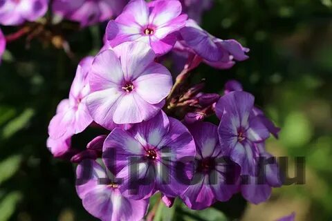 Флокс успех