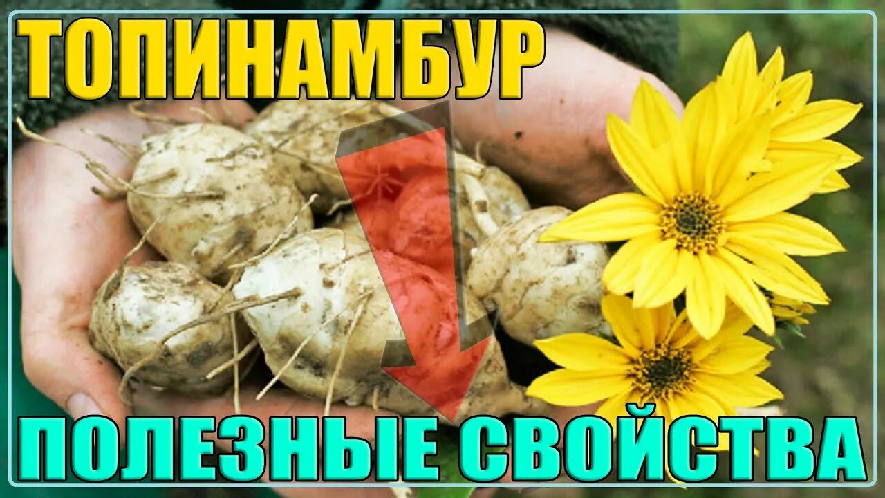 Чай с топинамбуром. Топинамбур трава в аптеке. Топинамбур листья свойства. Чай из листьев топинамбура. Топинамбур высота растения.