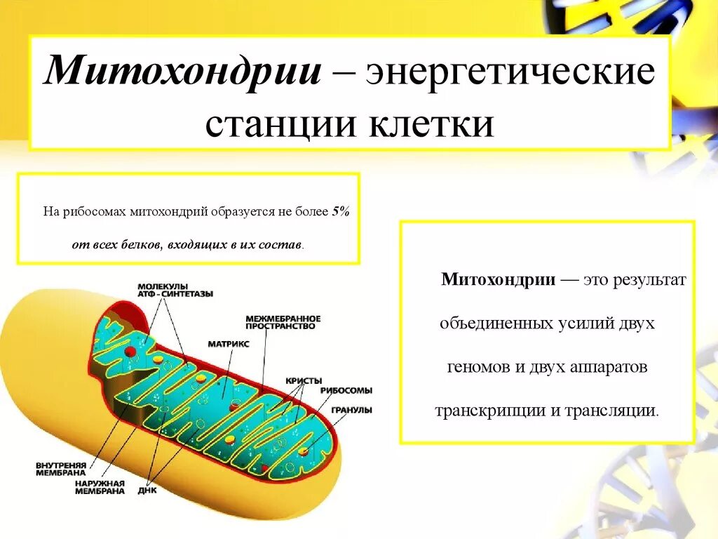 Каковы строение и функции митохондрий. Митохондрии энергетические станции клетки. Строение и функции митохондрии клетки. Энергетические станции клетки Синтез АТФ. Строение митохондрии 7 класс.