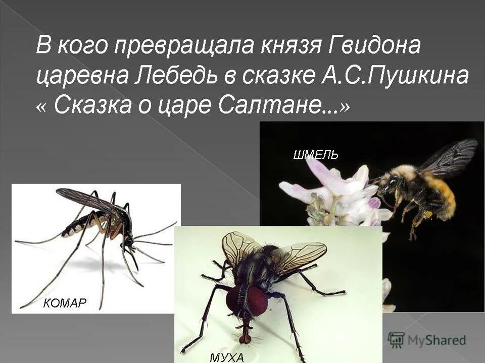 третье превращение князя гвидона. в кого превратился царь гвидон в первый раз. комар муха шмель из сказки о царе салтане. в кого превращался. в каких насекомых превращался гвидон.