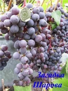 Виноград загадка описание сорта