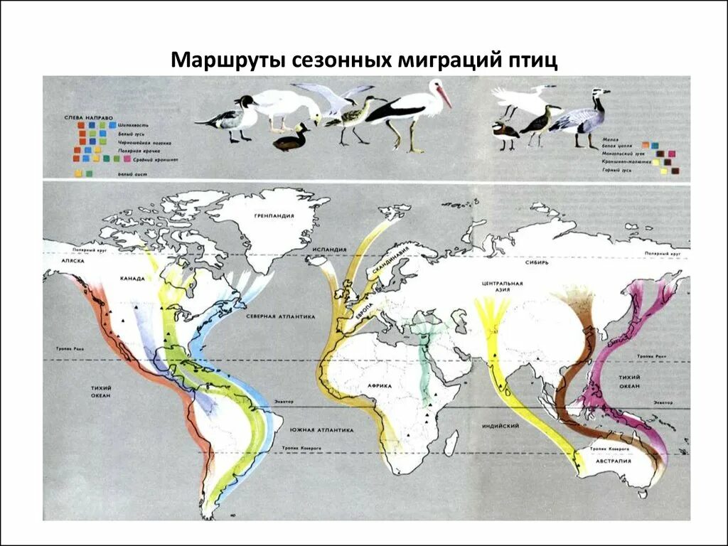 Какие животные регулярно совершают миграции. Южный путь миграции птиц. маршруты миграции перелетных птиц. сезонные миграции птиц.