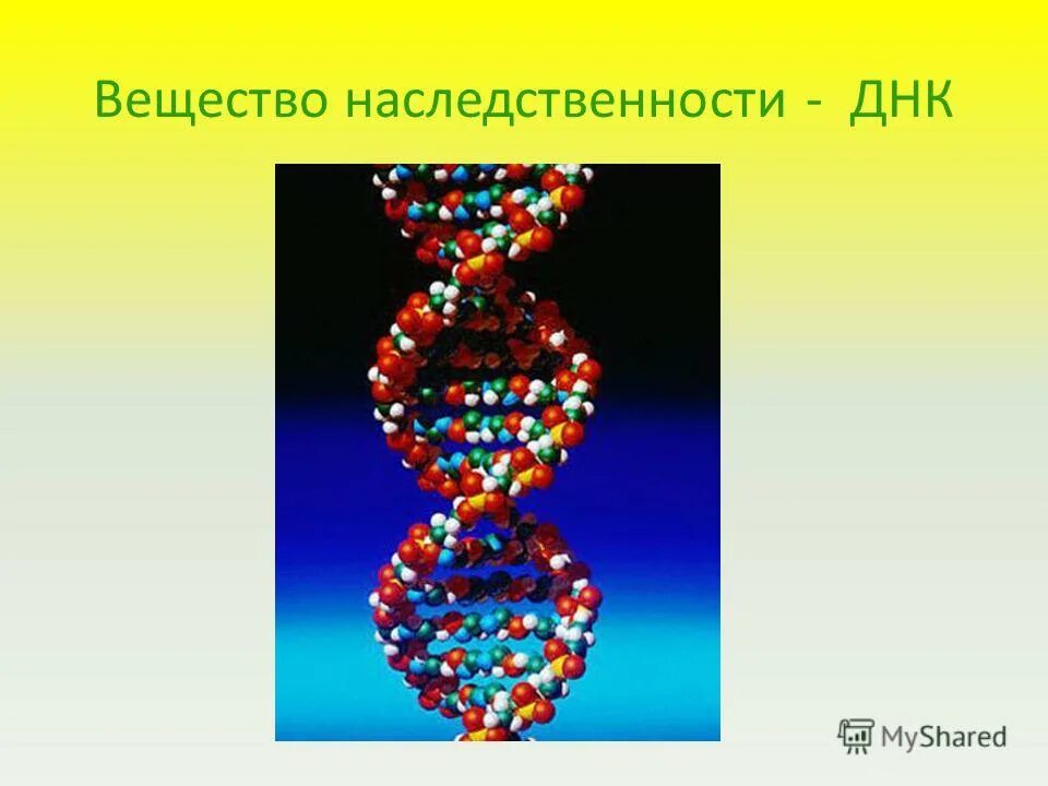 Белки наследственная функция