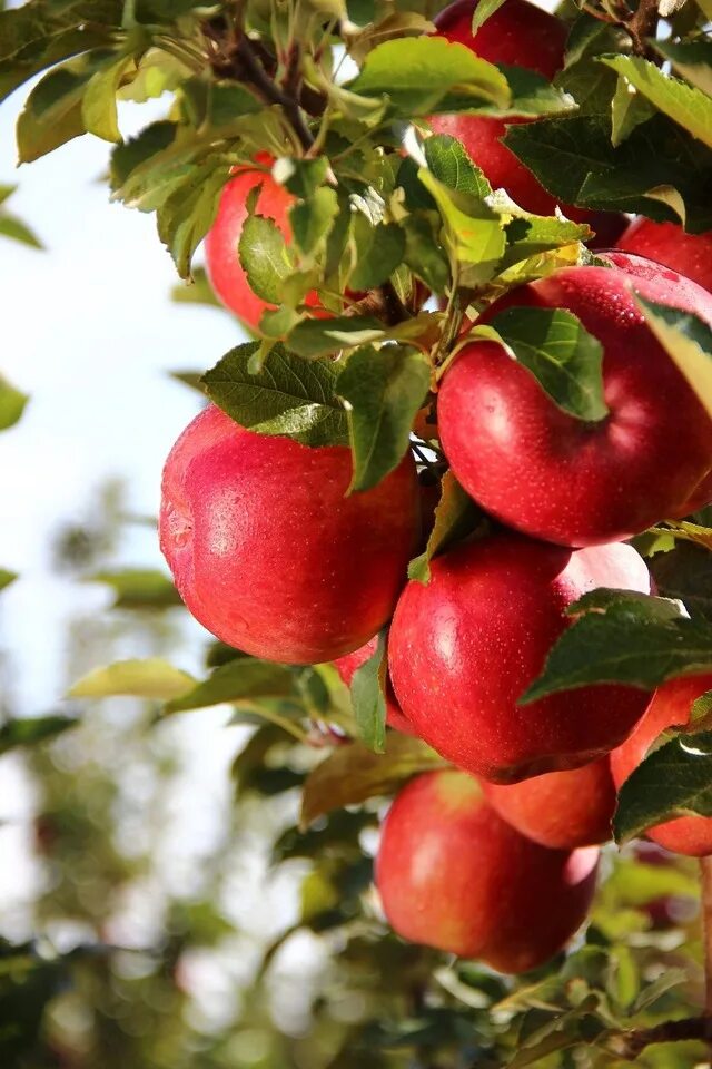 Известные яблони. Медуничка яблоня коробовка. Яблоня плодовая malus domestica. Яблоня медуница. Яблоня фото.