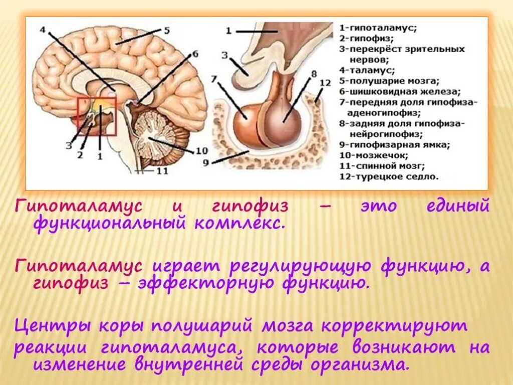Гипофиз эпифиз таламус. Гипоталамус и гипофиз строение. Гипоталамус структура строения и функции. Гипофиз железа анатомия.