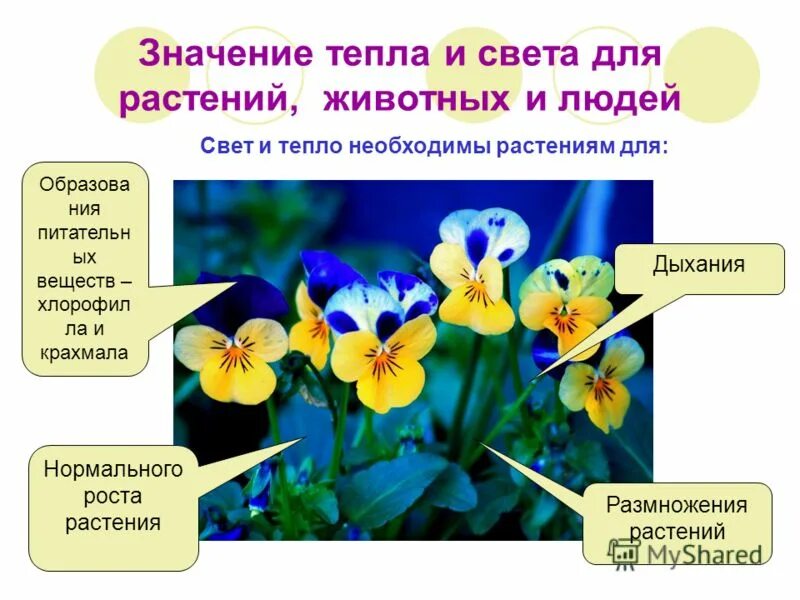 Теплый значение. Температура как экологический фактор для растений. Теплый значение. Для чего растениям необходимо тепло. Значение тепла в жизни растений.