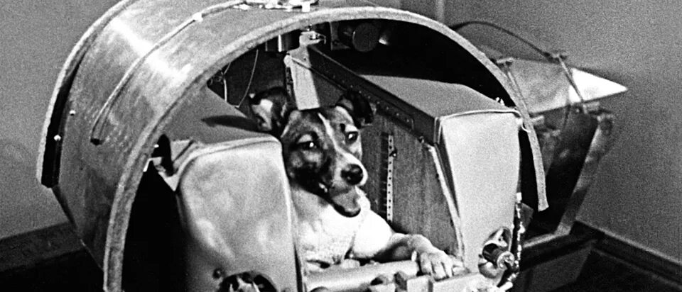 Как звали первую собаку побывавшую в космосе. Белка и стрелка полёт в космос 1958. Собаки в космосе СССР. Первая собака в космосе кличка. Первые собаки которые полетели в космос.
