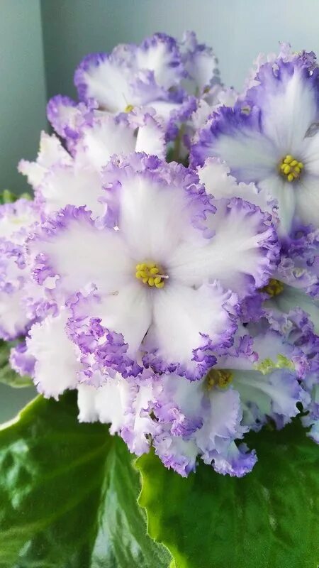 Фиалка сорт петушок. Фиалка с названием и описанием сорта. Сенполии селекции фиалковода. Фиалка сорт владимир. Сорт фиалки овен.