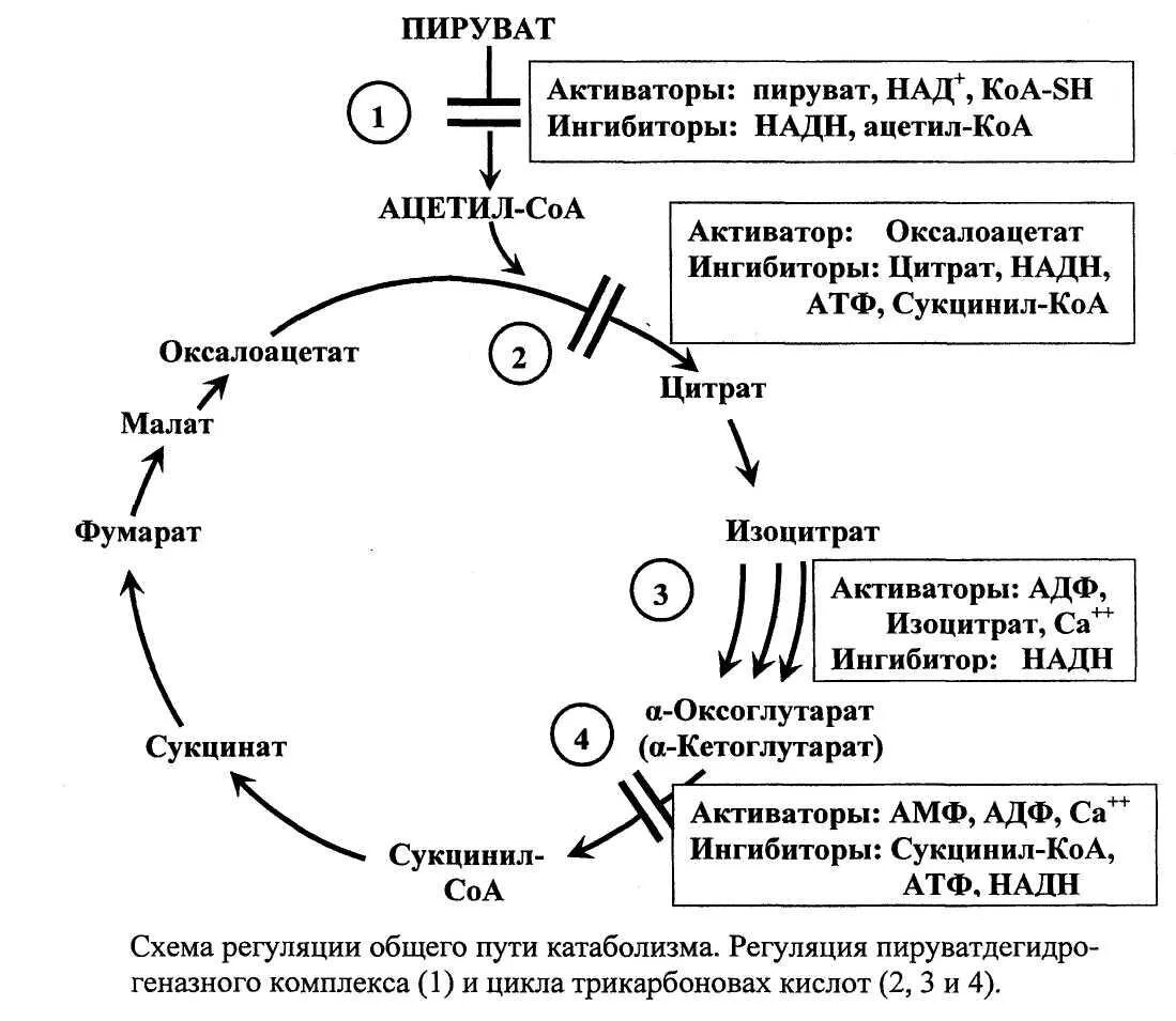 Цикл трикарбоновых кислот (ЦТК). Цикл Кребса биохимия реакции. Ферменты цикла Кребса. Цикл Кребса ЦТК. Ацетил коа пути