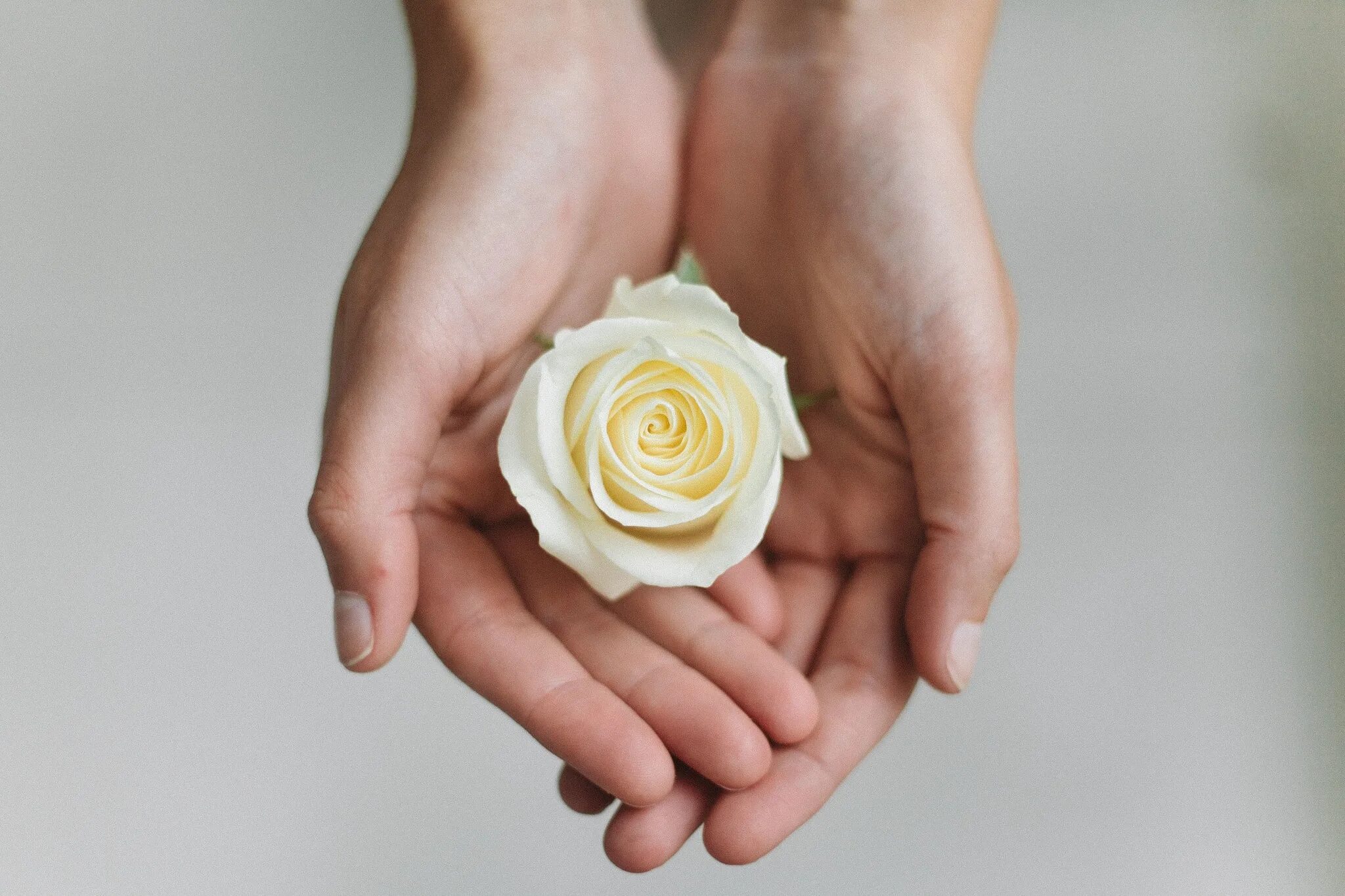 Цветок на руку.. Белый цветок в ладонях. Красивые цветы в руках.