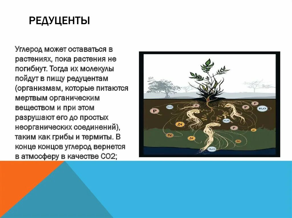 Редуценты углерода. Редуценты углерод. углерод в растениях. редуценты пруда. растения редуценты.