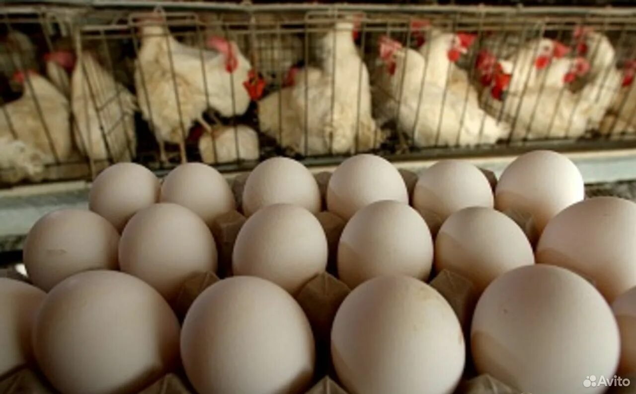 Инкубационные яйца птицы купить. Инкубационное яйцо несушки. Инкубационное яйцо бройлера. Производство яиц. Продукция птицеводства.