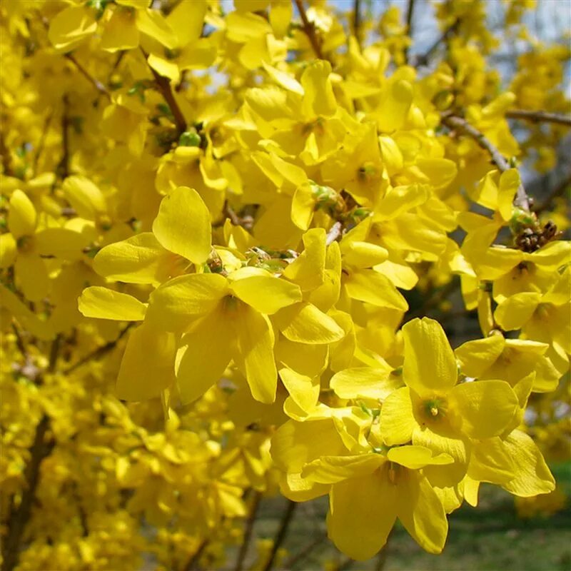 Ранний кустарник с желтыми цветами фото. Форзиция. Куст форзиция. Форзиция цветет. Желтый куст форзиция.