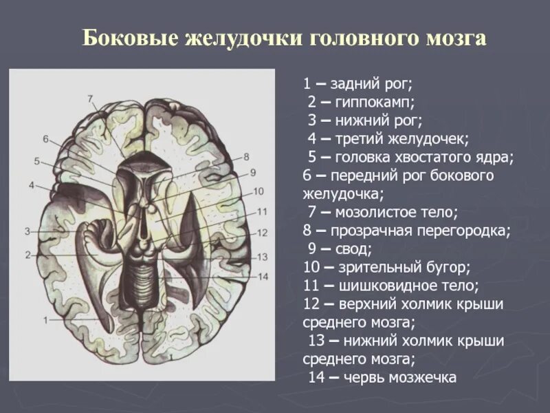 Задние рога головного мозга. Боковые желудочки конечного мозга. Боковые желудочки горизонтальный срез. Передний рог бокового желудочка образован. Боковые желудочки мозга рога.
